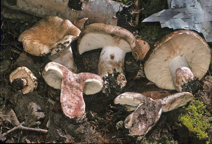 Russula densifolia